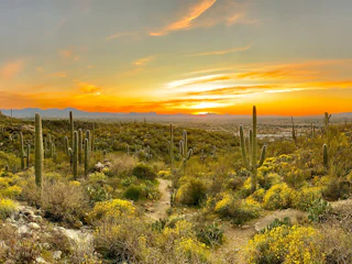 Scenic desert background
